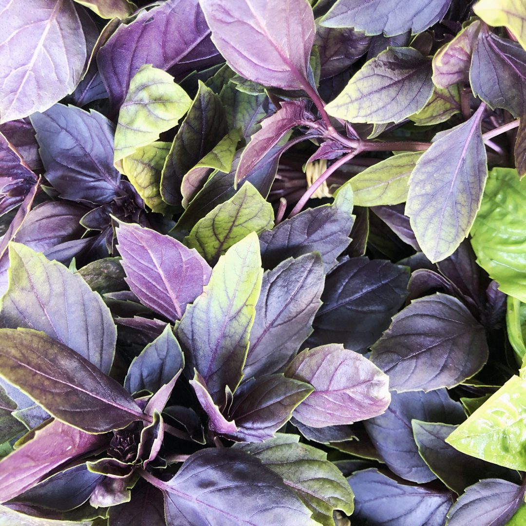 Purple Basil from the Farmer's Market