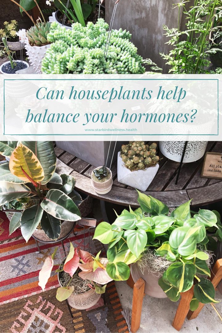 Hormones and Houseplants
