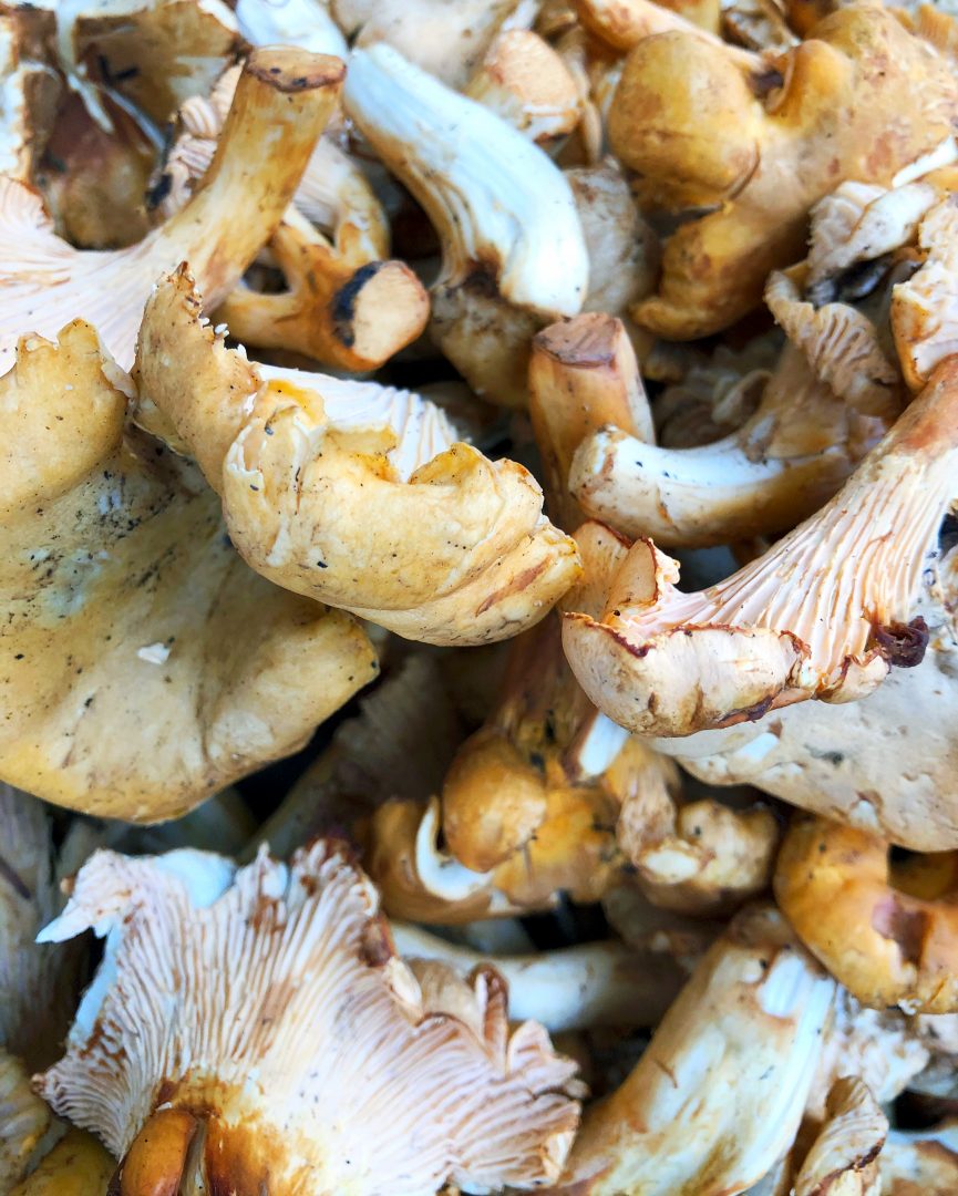 Mushrooms for Immune Health